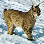 Lynx in pictures