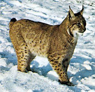 Lynx in pictures