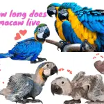 Macaw parrot: how long do they live, content, types, colors, training