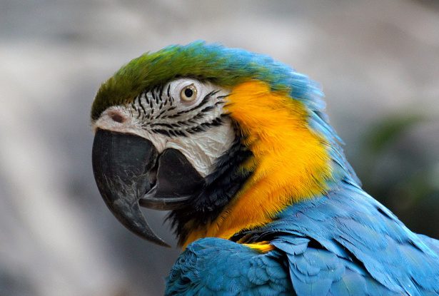 Macaw parrot: how long do they live, content, types, colors, training