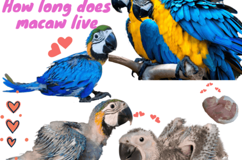 Macaw тоту кушу: алар канча жашашат, мазмуну, түрлөрү, түстөрү, машыгуулары