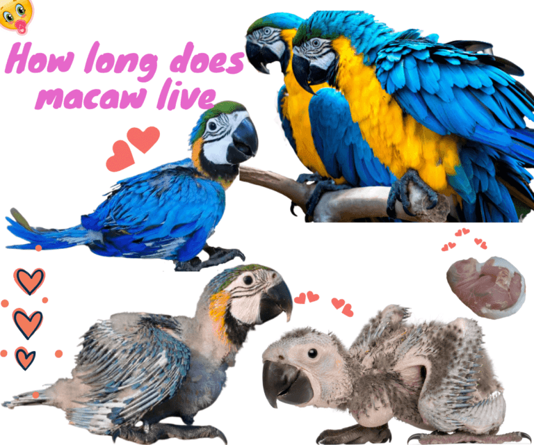 Macaw parrot: how long do they live, content, types, colors, training