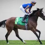 Magic wands for young or inexperienced horses