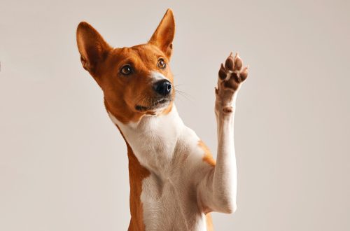 Main paw: how to determine if a dog is left-handed or right-handed?
