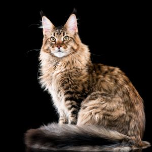   Maine Coon care  