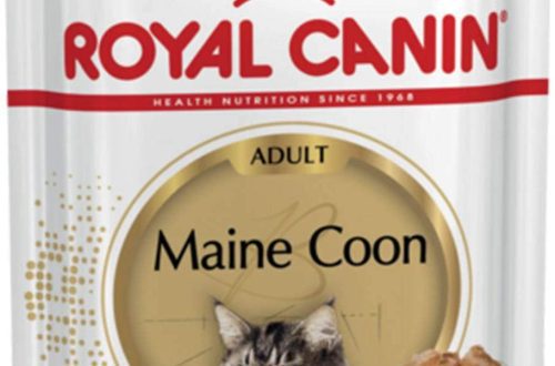 Maine Coon health and nutrition