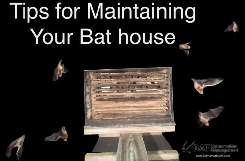 Maintenance and proper care of a bat at home