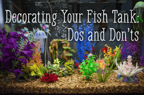 Making an aquarium with your own hands: the basic rules for decorating and decorating it