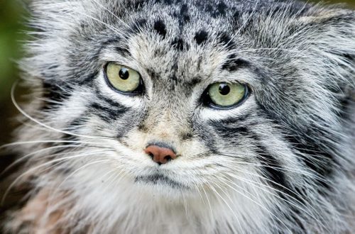 Manul cat in the wild and at home: how to care, nutrition and reproduction