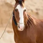 Marvari – horses with strange ears!