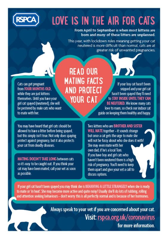 Mating cats: rules and tips