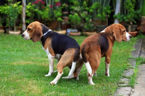 Mating lock in dogs: why pets stick together