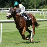 Maximum horse speed: which breeds develop the fastest speed