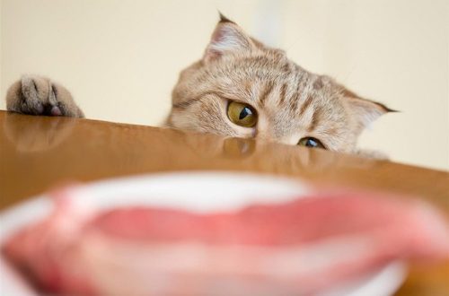 Meat in cat food