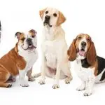 Medium-sized dogs: advantages and disadvantages of breeds
