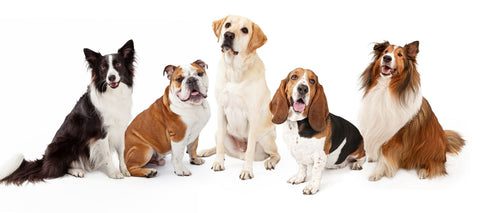 Keskmise suurusega koerad: tõugude eelised ja puudused