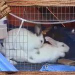 Methods of breeding rabbits at home: arrangement of the cage, diet, reproduction and care