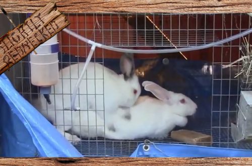 Methods of breeding rabbits at home: arrangement of the cage, diet, reproduction and care