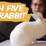 Methods of how to call a rabbit girl if she is decorative