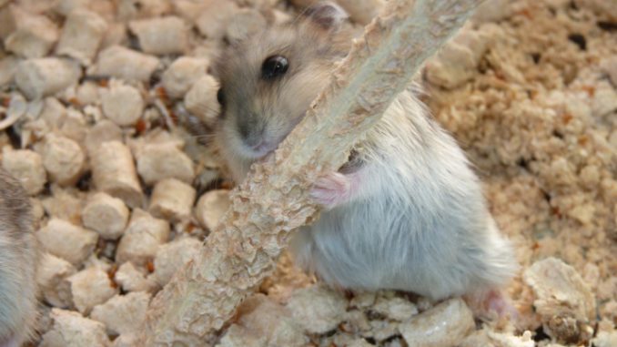 Mineral stone for hamsters, which branches can be given to a hamster