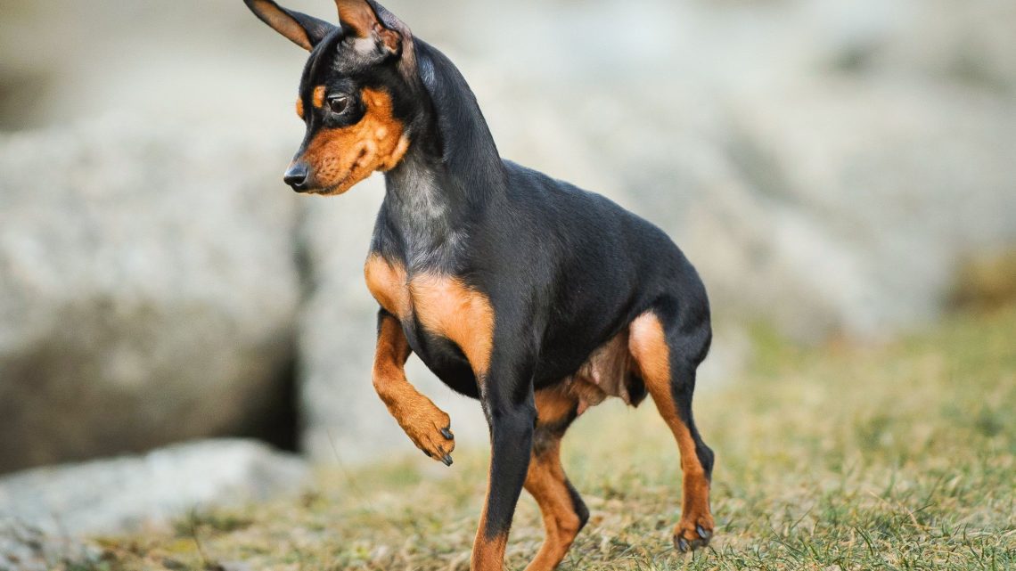 Miniature Pinscher: description of the breed, training, rules of maintenance and care, reviews