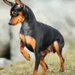 Miniature Pinscher: description of the breed, training, rules of maintenance and care, reviews