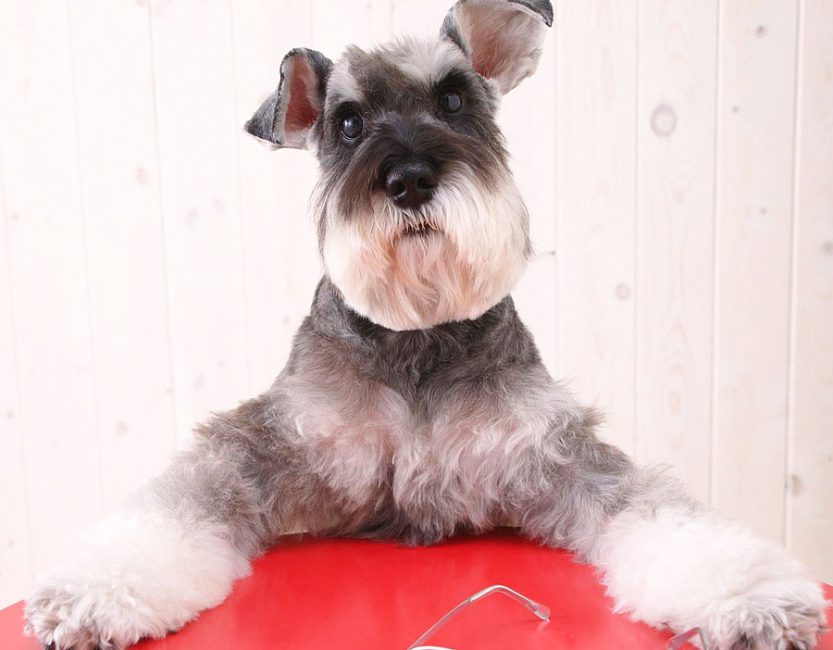 Miniature Schnauzer - breed characteristics, trimming features, how to choose what to feed, owner reviews, dog photos