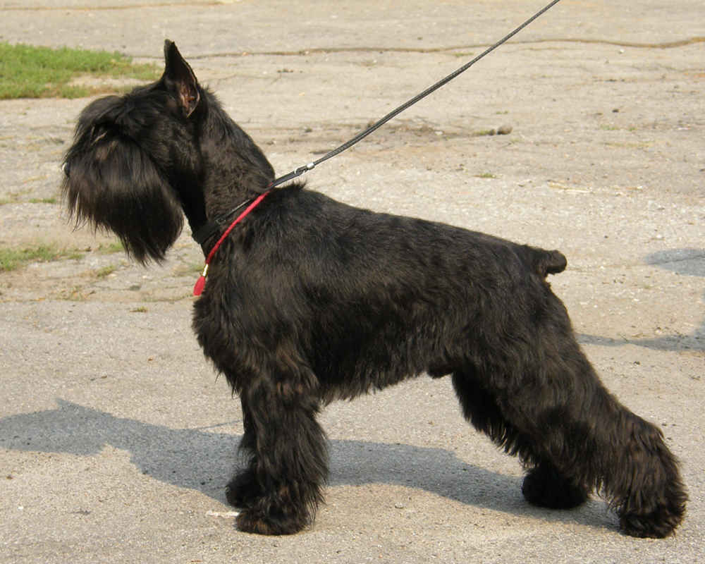 Miniature Schnauzer - breed characteristics, trimming features, how to choose what to feed, owner reviews, dog photos