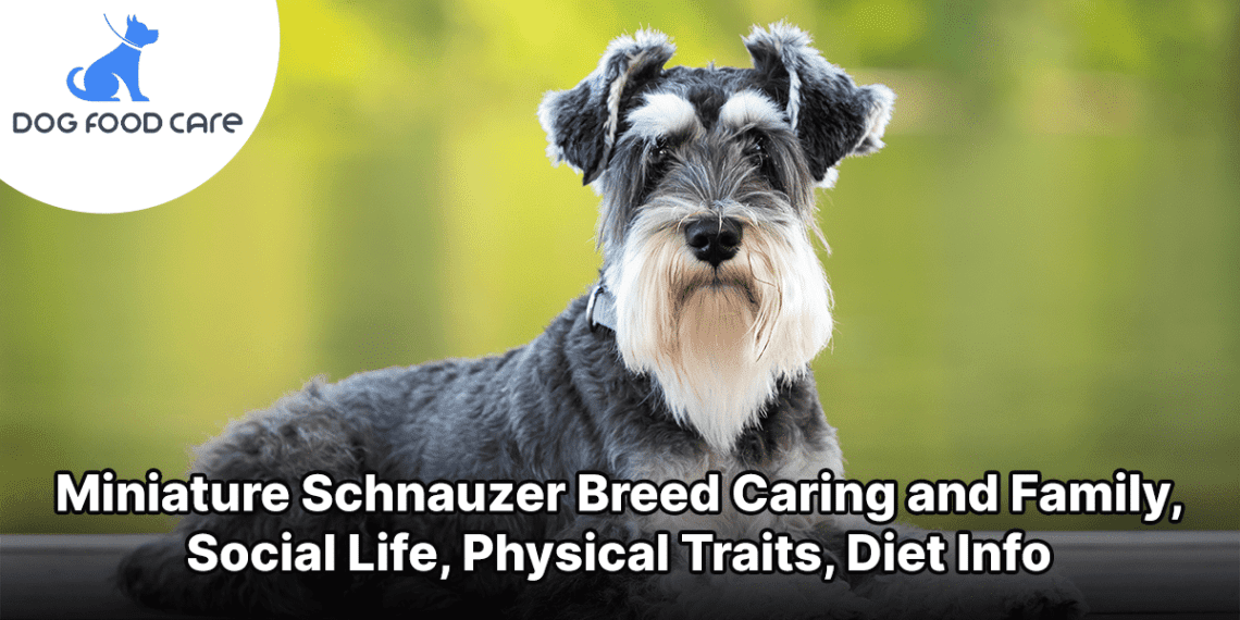 Miniature Schnauzer &#8211; breed characteristics, trimming features, how to choose what to feed, owner reviews, dog photos