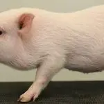 Minipigs: conditions of detention and what determines the price of a domestic pig