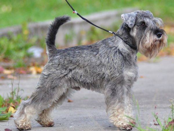 Mittelschnauzer - breed description and character, care and maintenance, haircut features, what to feed, owner reviews
