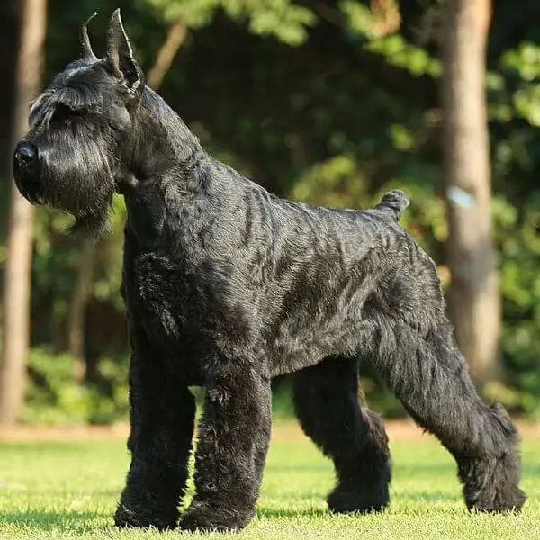 Mittelschnauzer - breed description and character, care and maintenance, haircut features, what to feed, owner reviews