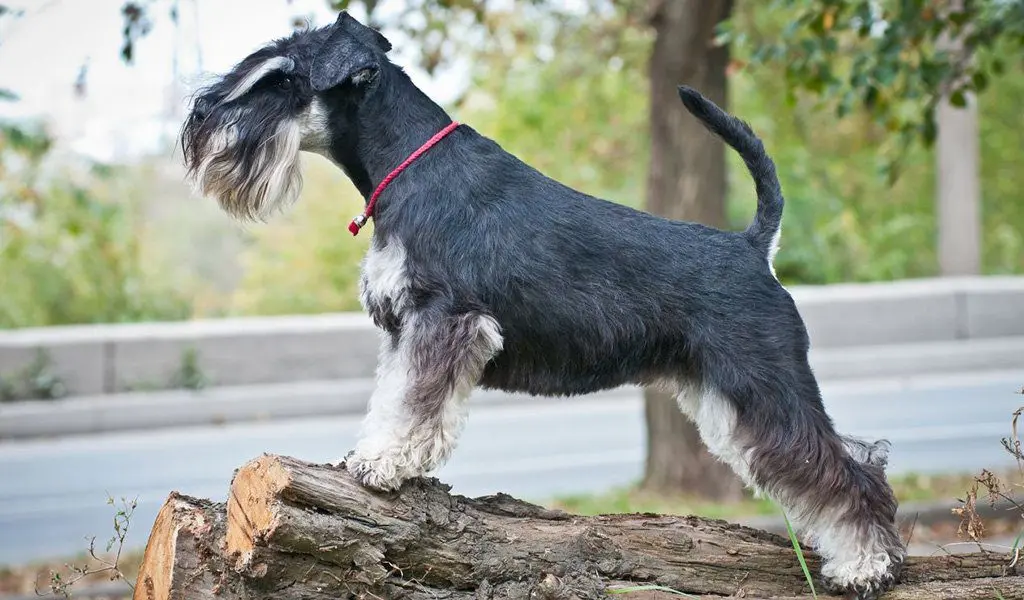 Mittelschnauzer - breed description and character, care and maintenance, haircut features, what to feed, owner reviews