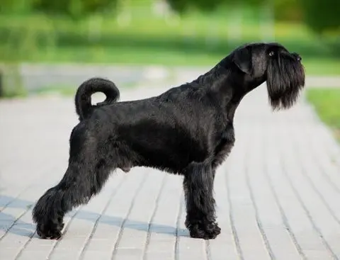 Mittelschnauzer - breed description and character, care and maintenance, haircut features, what to feed, owner reviews