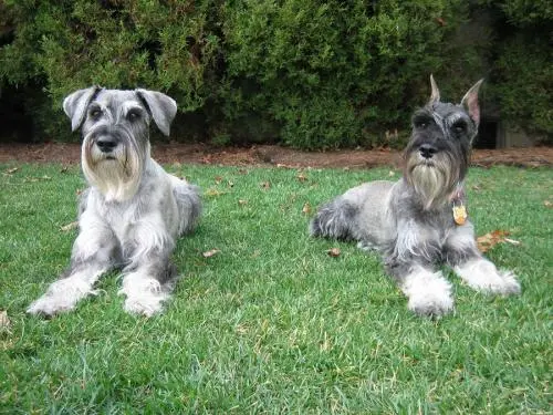 Mittelschnauzer - breed description and character, care and maintenance, haircut features, what to feed, owner reviews