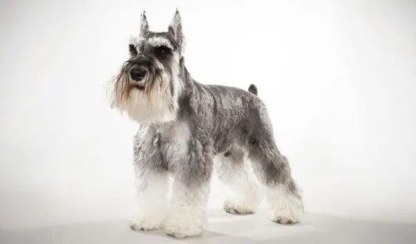 Mittelschnauzer - breed description and character, care and maintenance, haircut features, what to feed, owner reviews