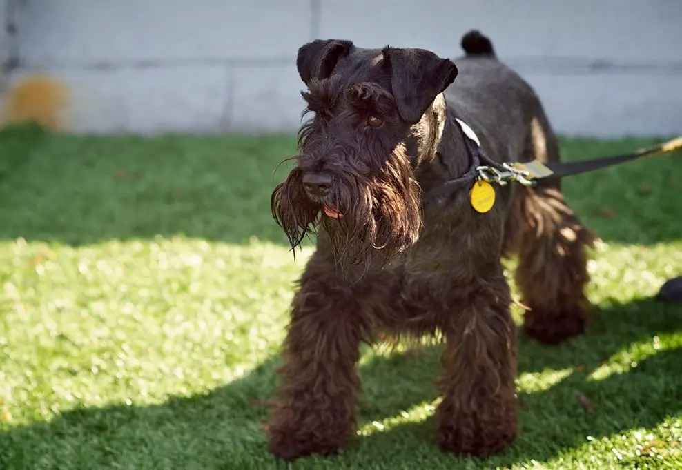 Mittelschnauzer - breed description and character, care and maintenance, haircut features, what to feed, owner reviews