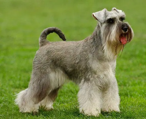 Mittelschnauzer - breed description and character, care and maintenance, haircut features, what to feed, owner reviews