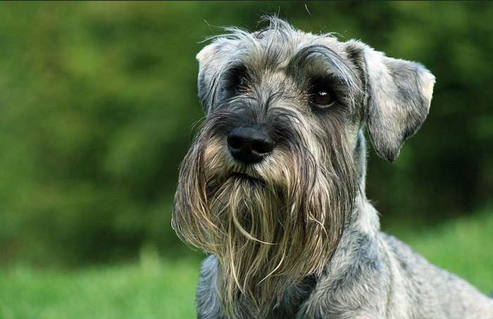 Mittelschnauzer - breed description and character, care and maintenance, haircut features, what to feed, owner reviews