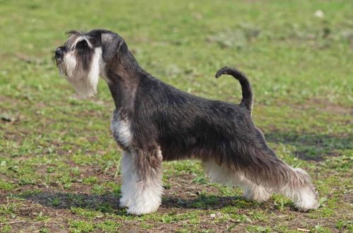 Mittelschnauzer &#8211; breed description and character, care and maintenance, haircut features, what to feed, owner reviews