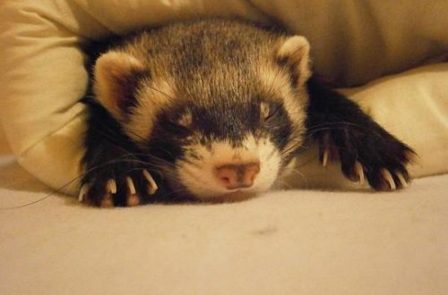 Molting in ferrets