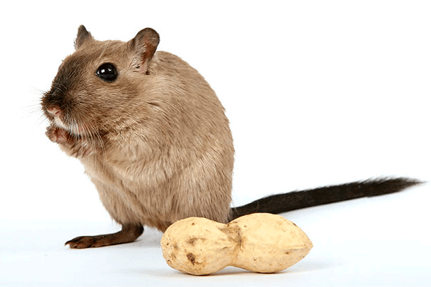 Mongolian gerbil - what kind of animal is it, and how to keep it?