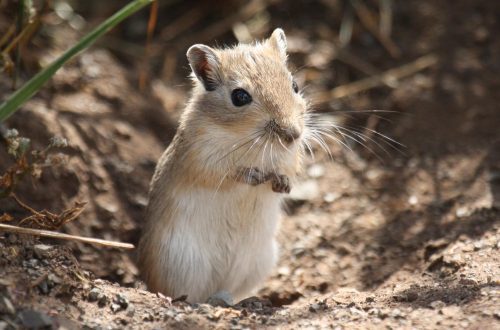 Mongolian gerbil &#8211; what kind of animal is it, and how to keep it?