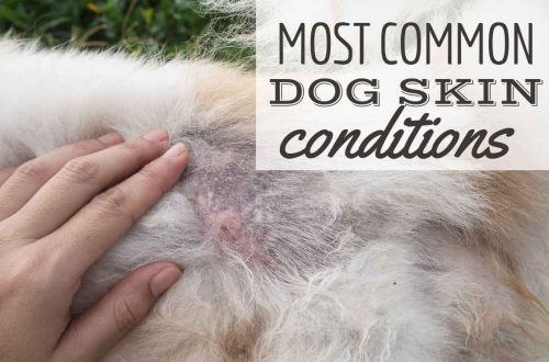 Most common skin conditions in dogs