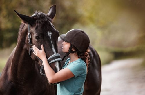 Motivation of a horse to communicate with a person