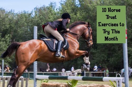 Moving towards trust through games with a horse