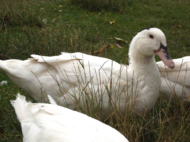 Mulard duck breed &#8211; the main features of keeping and feeding at home