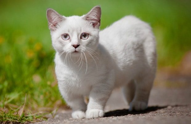 Munchkin: characteristics of the cat breed with short legs, history of origin, care, nutrition and health