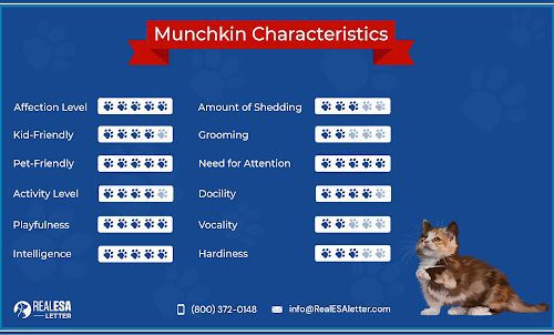 Munchkin: caratteristiche di a razza è u caratteru
