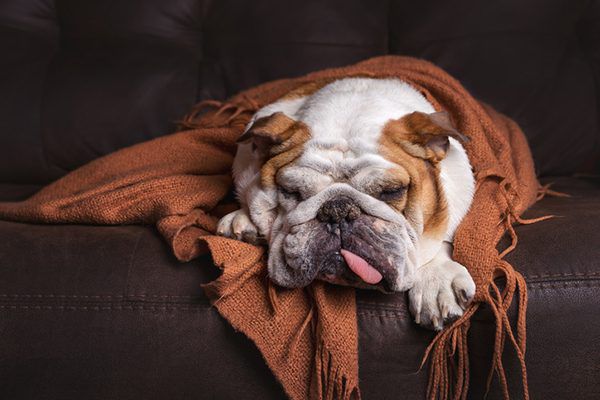 My dog ​​sleeps all day: is this normal?